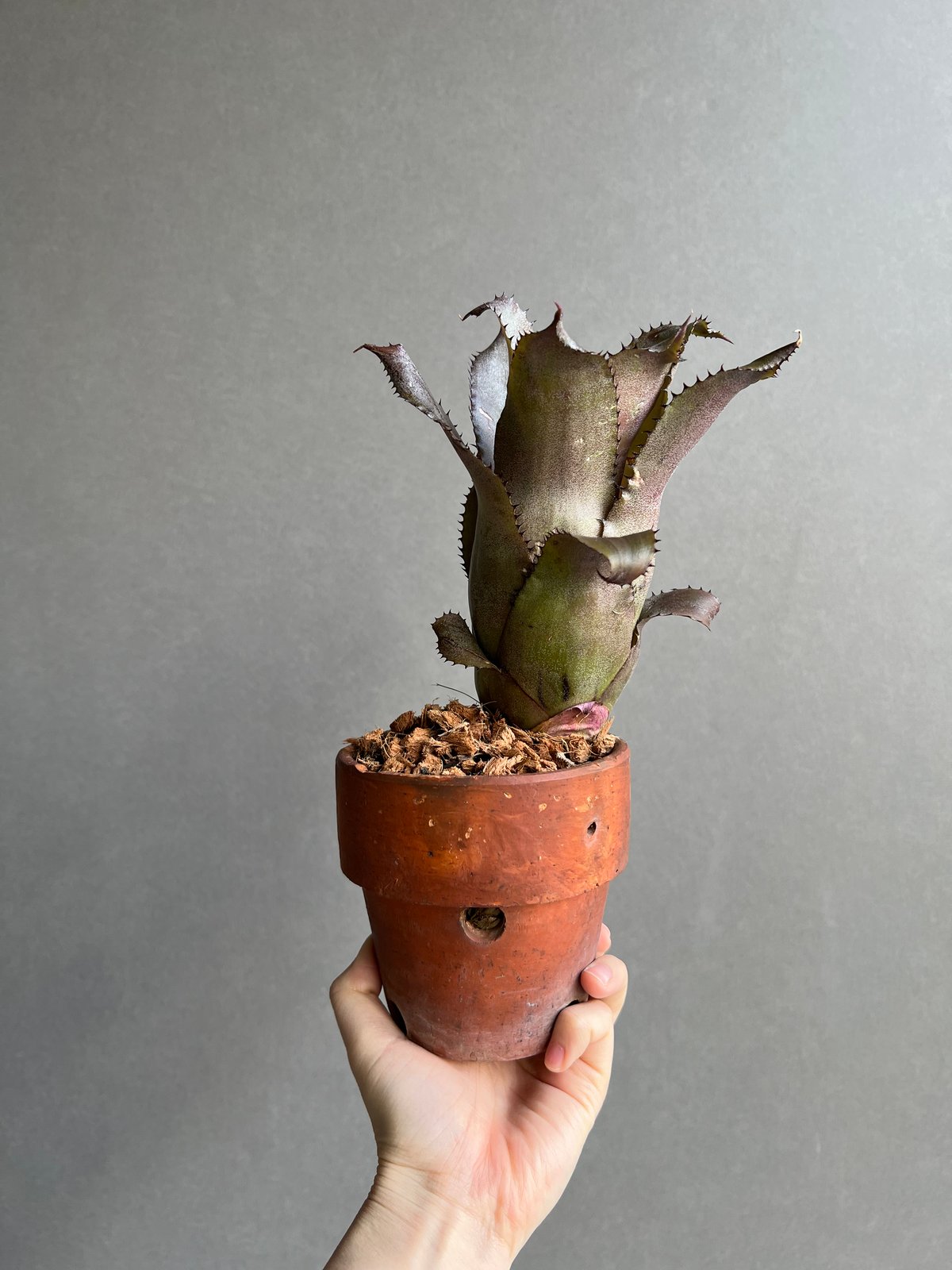 ホヘンベルギア　エドムンドイ　子株　現品 現品】ホヘンベルギア・エドムンドイ Hohenbergia edomundoi