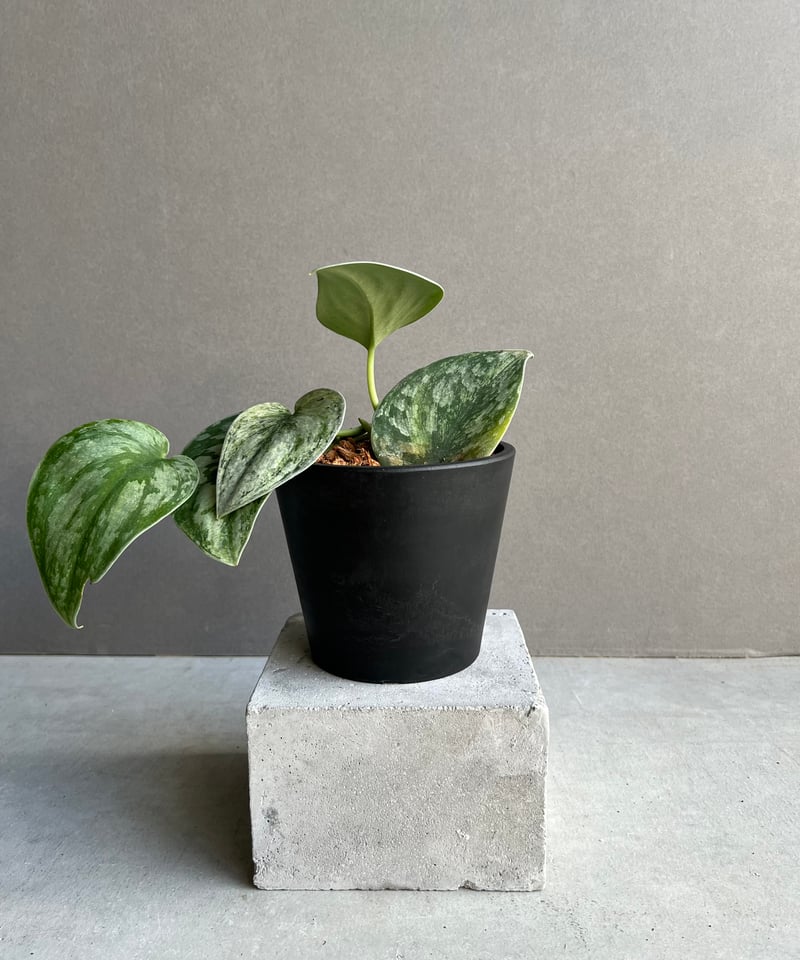 スキンダプサス エキゾチカ ホログラム 「Scindapsus exotica hologra