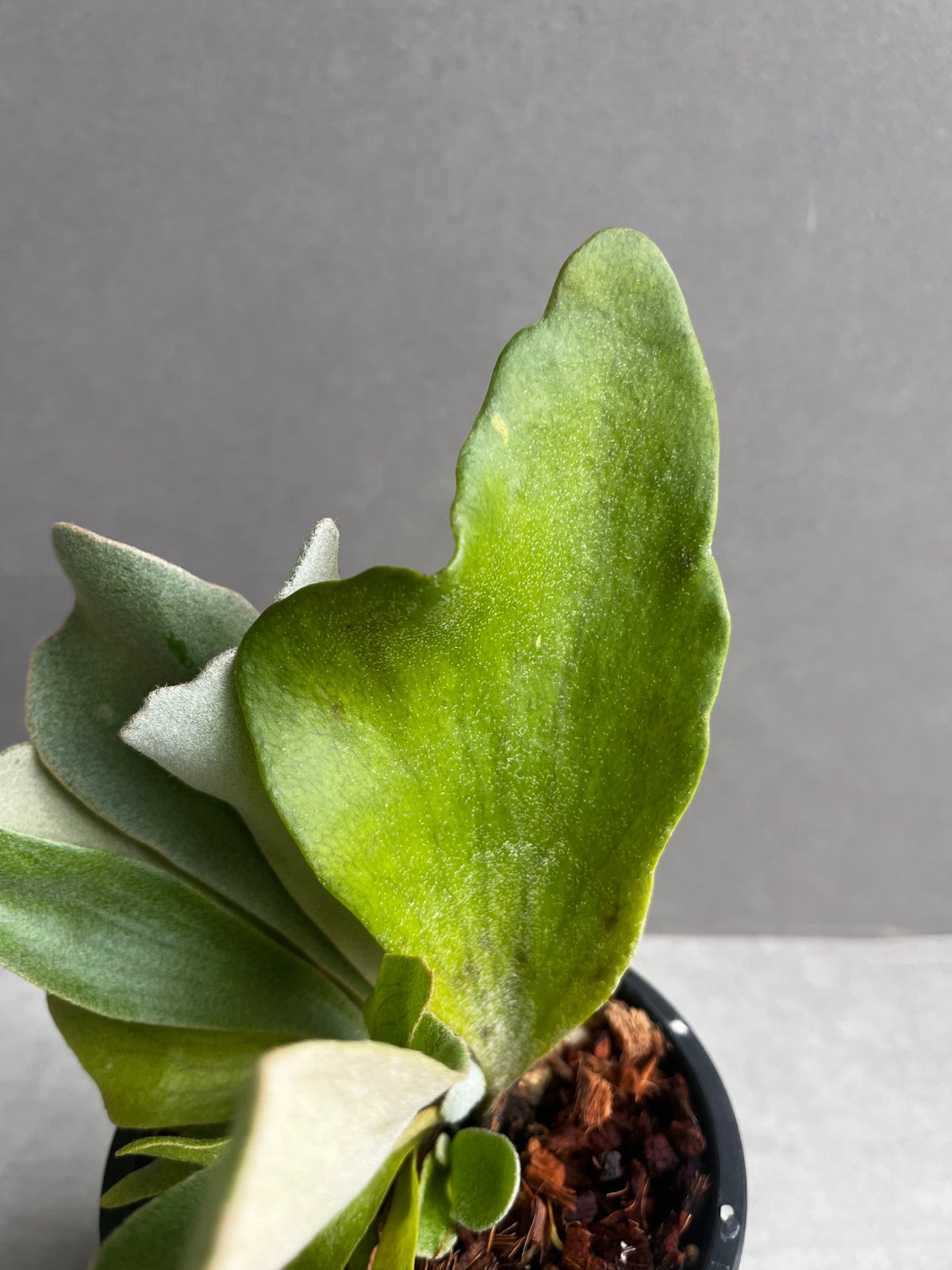 P. Nukul (P. hillii x P. veitchii)23/5/4