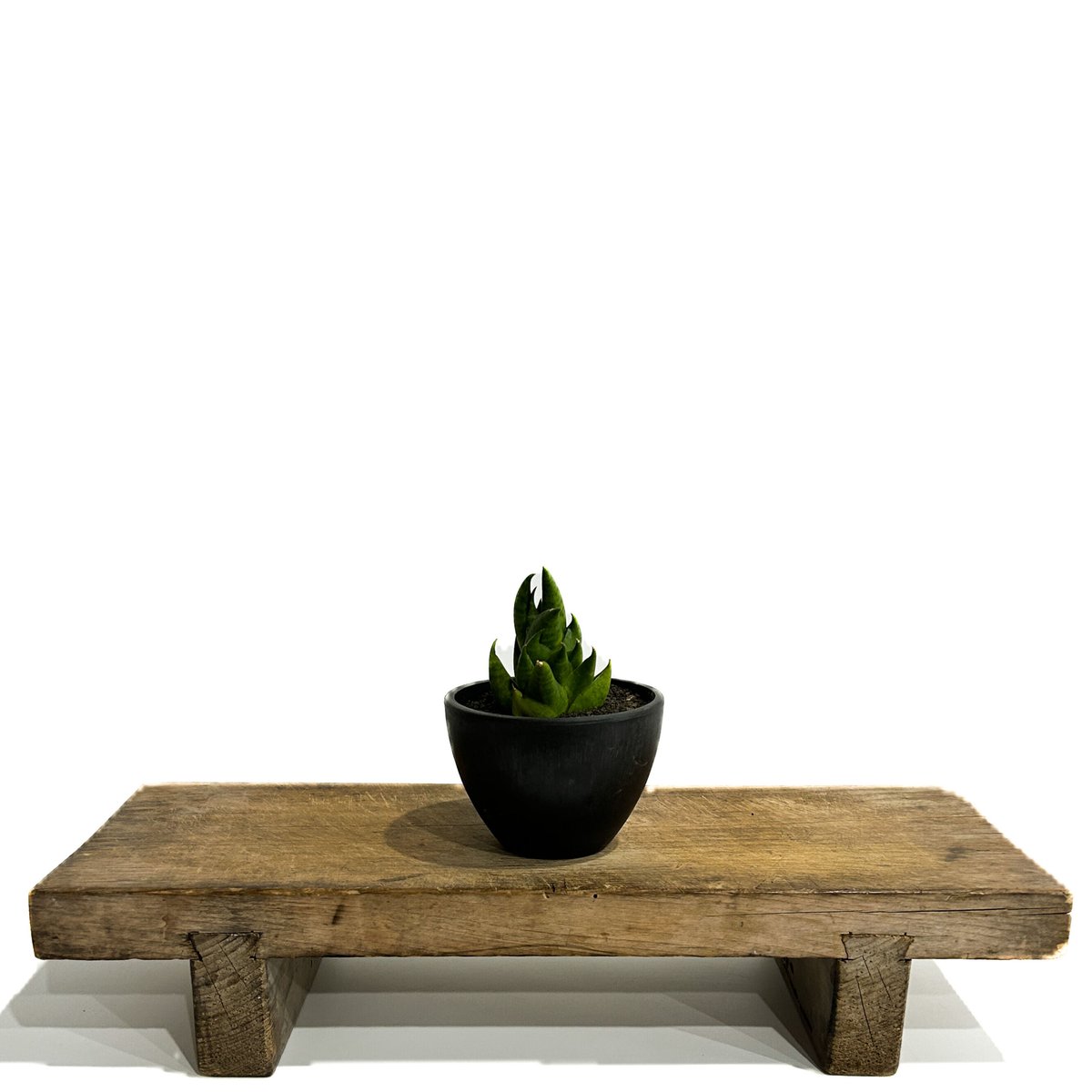 サンセベリア スリ パトゥム「Sansevieria Sri Pattum 」207-1 |