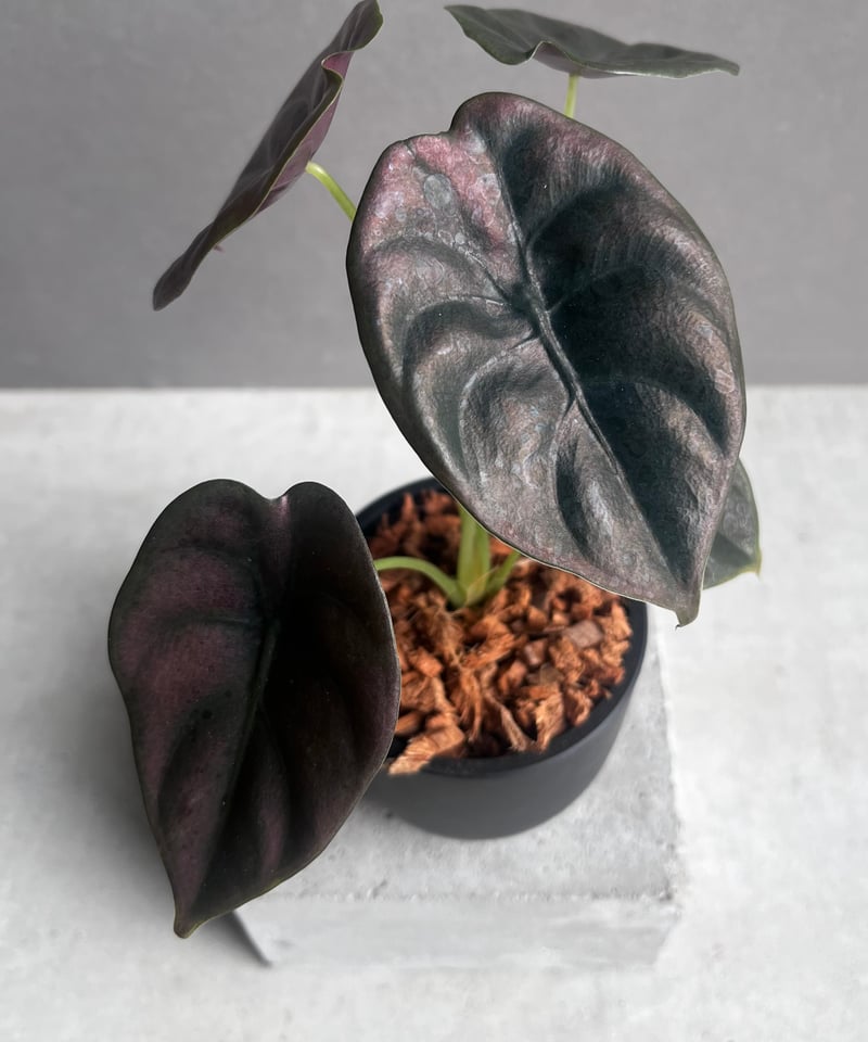 S*m様 アロカシア クプレア “レッドシークレット” ピンク斑入り アロカシア クプレア “レッドシークレット” 「Alocasia cuprea “Red Se