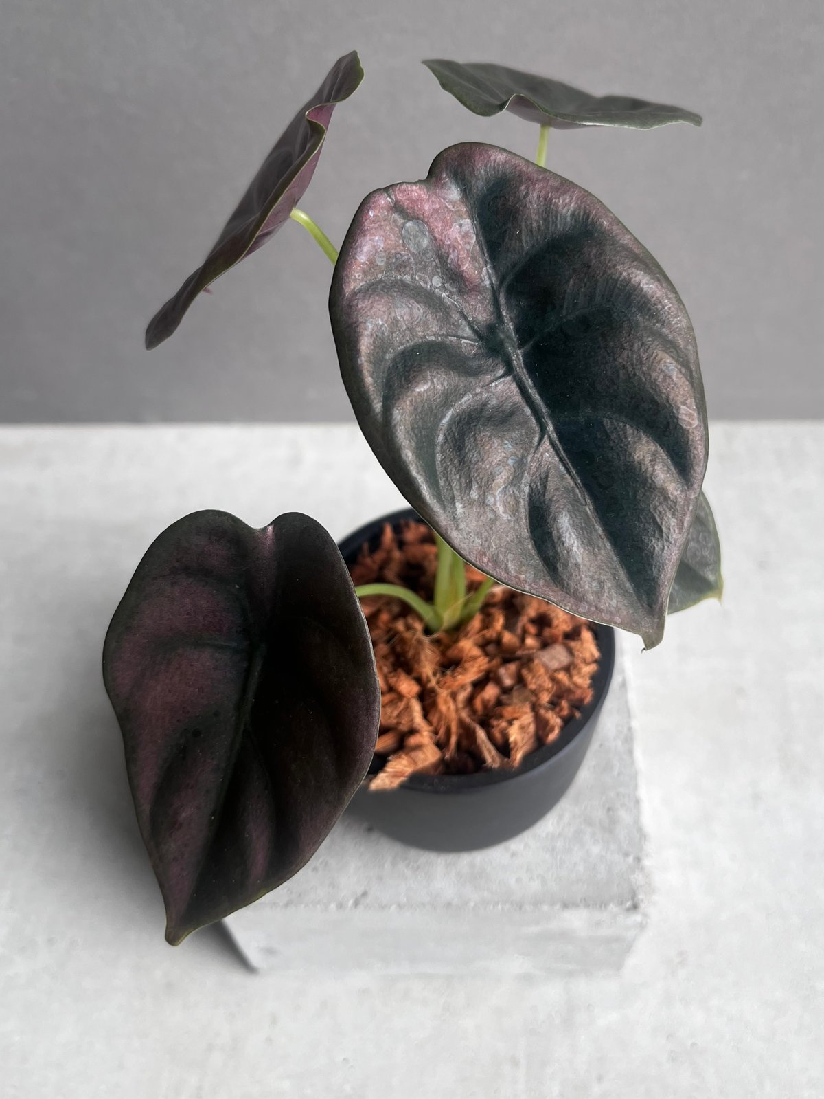 アロカシア クプレア “レッドシークレット” 「Alocasia cuprea “Red Se