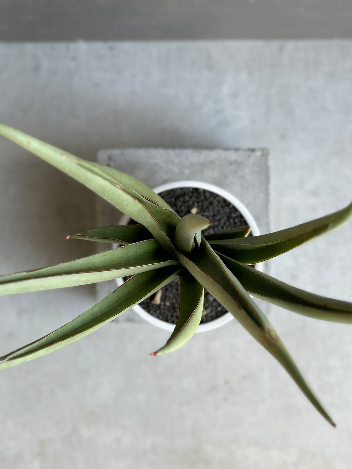 サンセベリア チャオプラヤ 「Sansevieria Chao Phraya」61F | SH