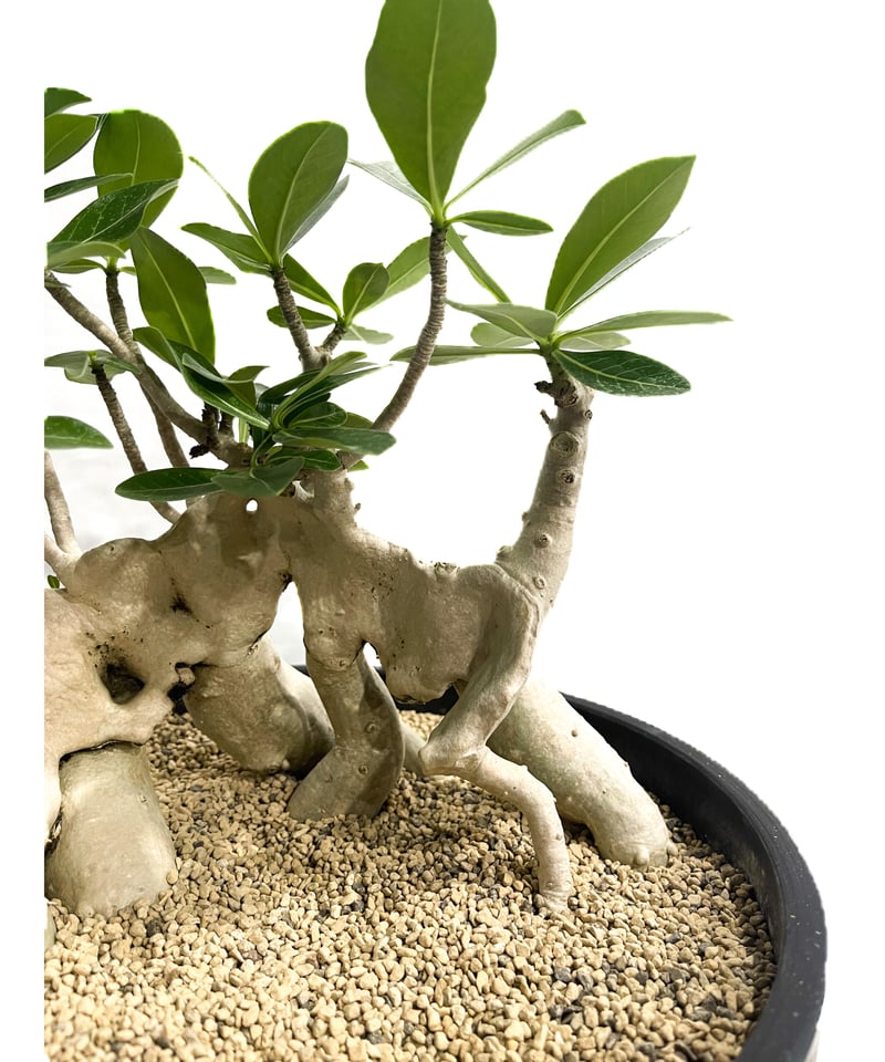 アデニウム アラビカム 'Bonsai スタイル'「Adenium arabicum