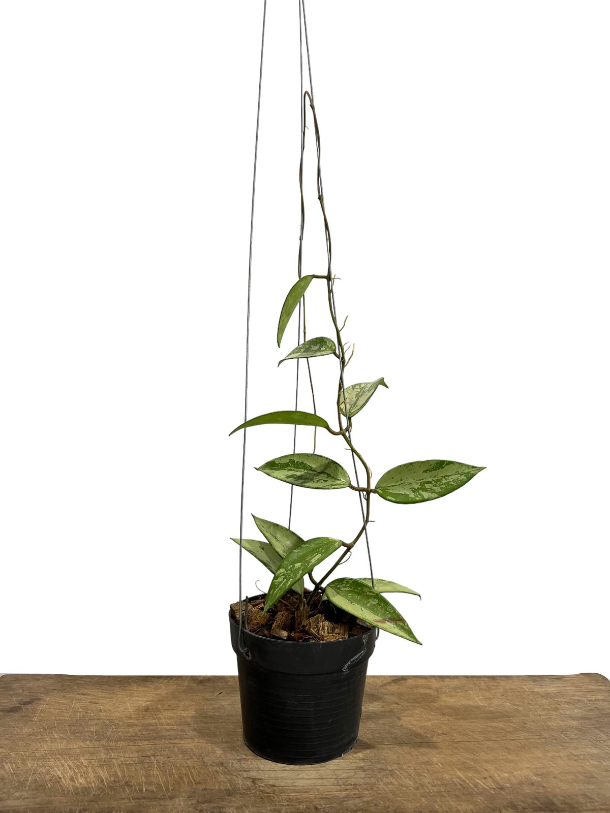 訳ありセール　レア　ホヤ　Hoya  cui silver サクララン Hoya michelle silver ホヤ植物 ホヤの花 Hoya plants 希少 レ