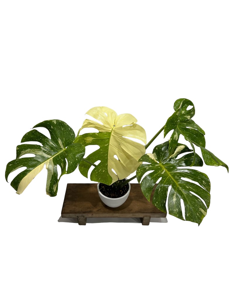モンステラ タイ コンステレーション 「Monstera deliciosa Thai Con