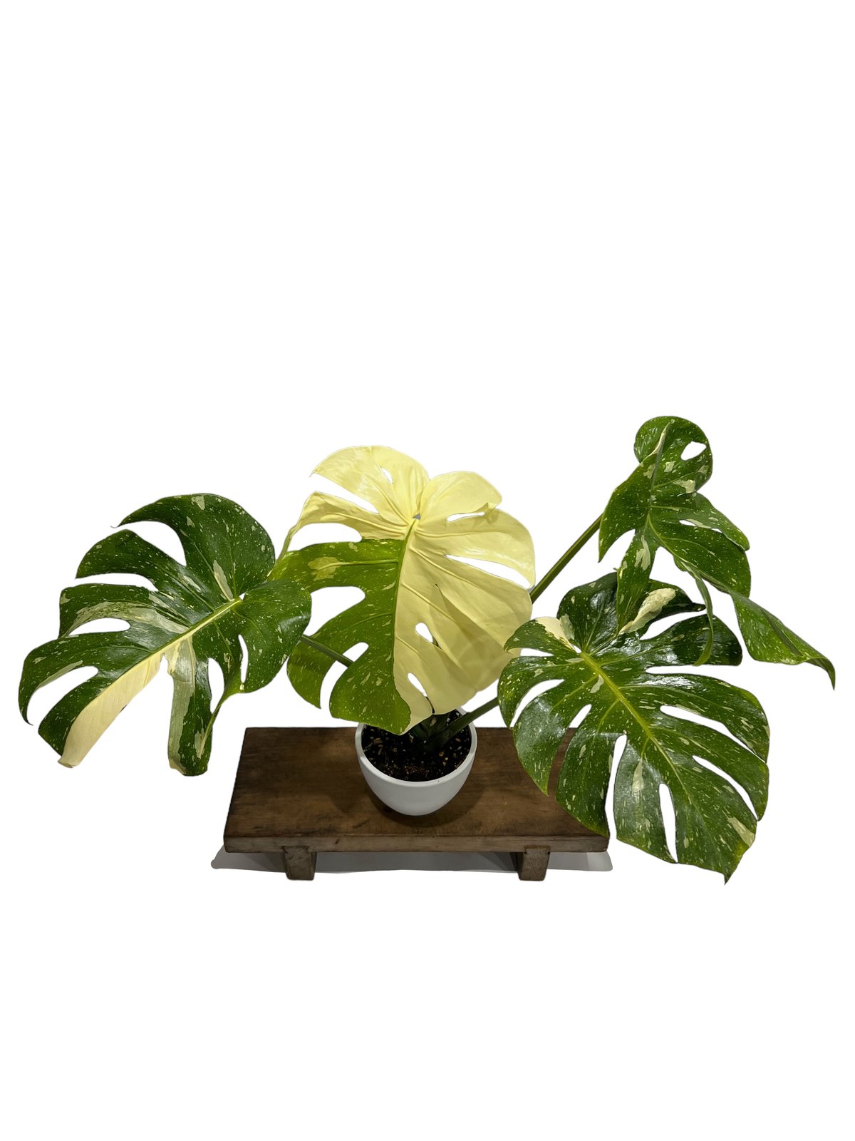 モンステラタイコンステレーション モンステラ タイ コンステレーション 「Monstera deliciosa Thai Con