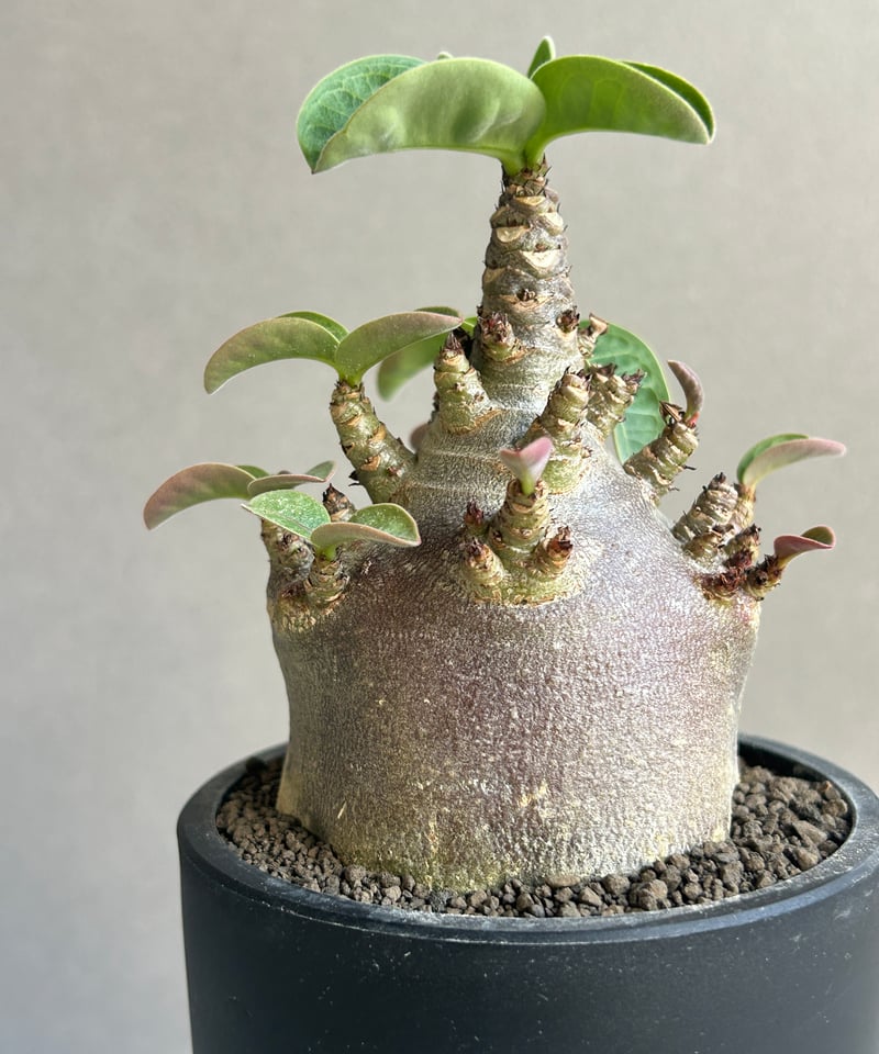 アデニウム アラビカム スーパー ドワーフ “ブラック” 「Adenium