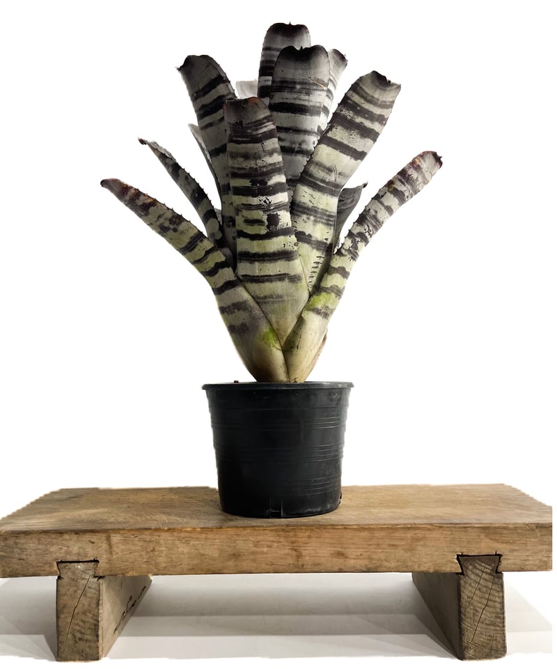 エクメア チャンティニー ブラックセレクト「Aechmea Chantinii Black S