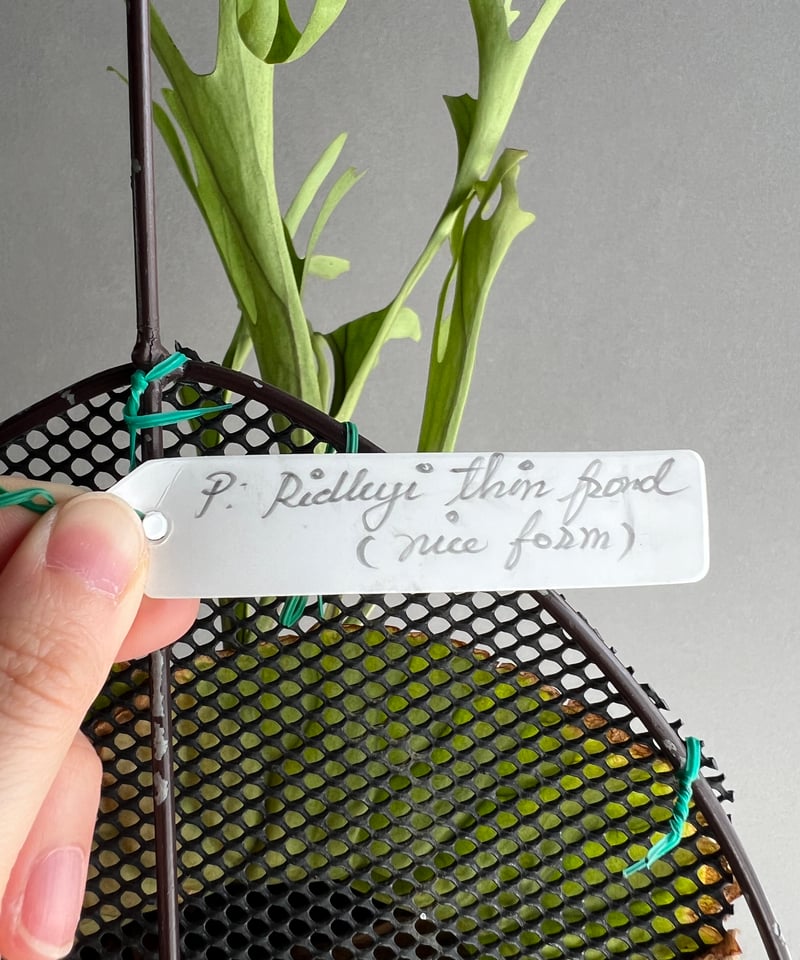 ビカクシダ リドレイ ティン フロンド(細葉) ナイスフォーム