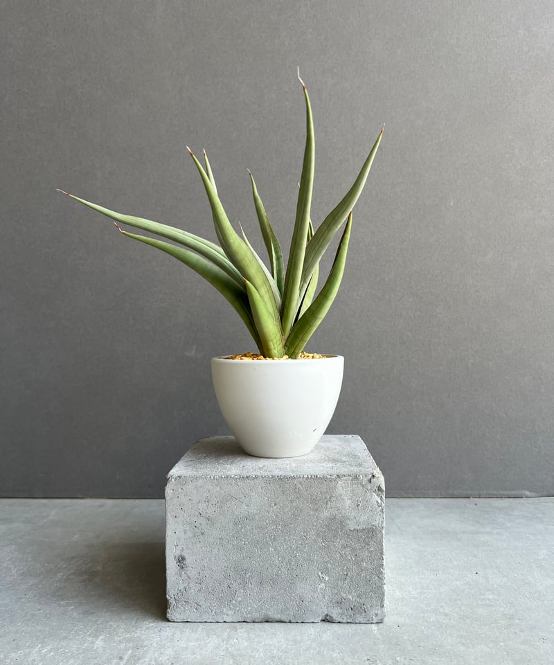 サンセベリア バイ-ビッド 「Sansevieria Bi-Bid (by Unyamanee
