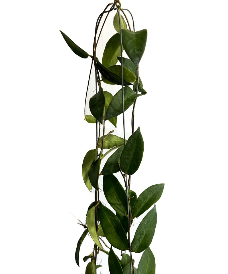 ホヤ パテラ ピンク 「Hoya patella pink 」4/19-336 | SHOUC