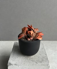 アンスリウム スパーバム 「Anthurium superbum」93X | SHOUCHIKUEN