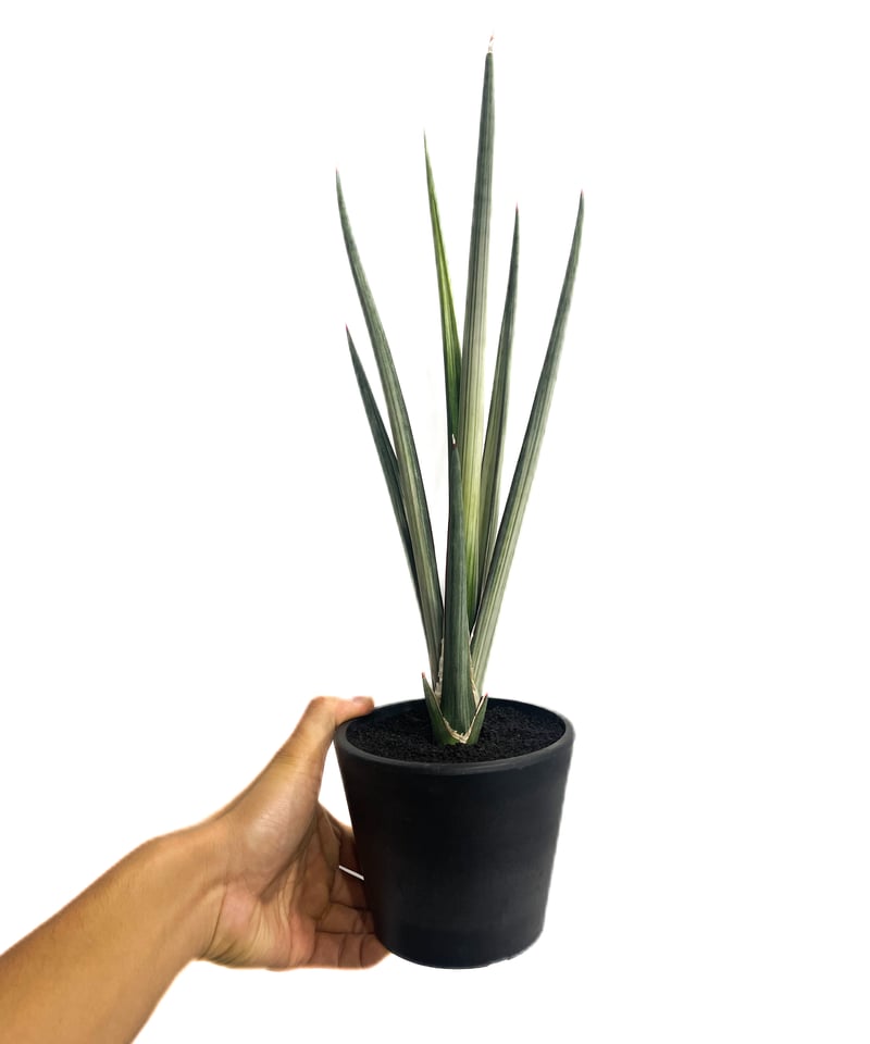 サンスベリア Sansevieria Mingmanee v A