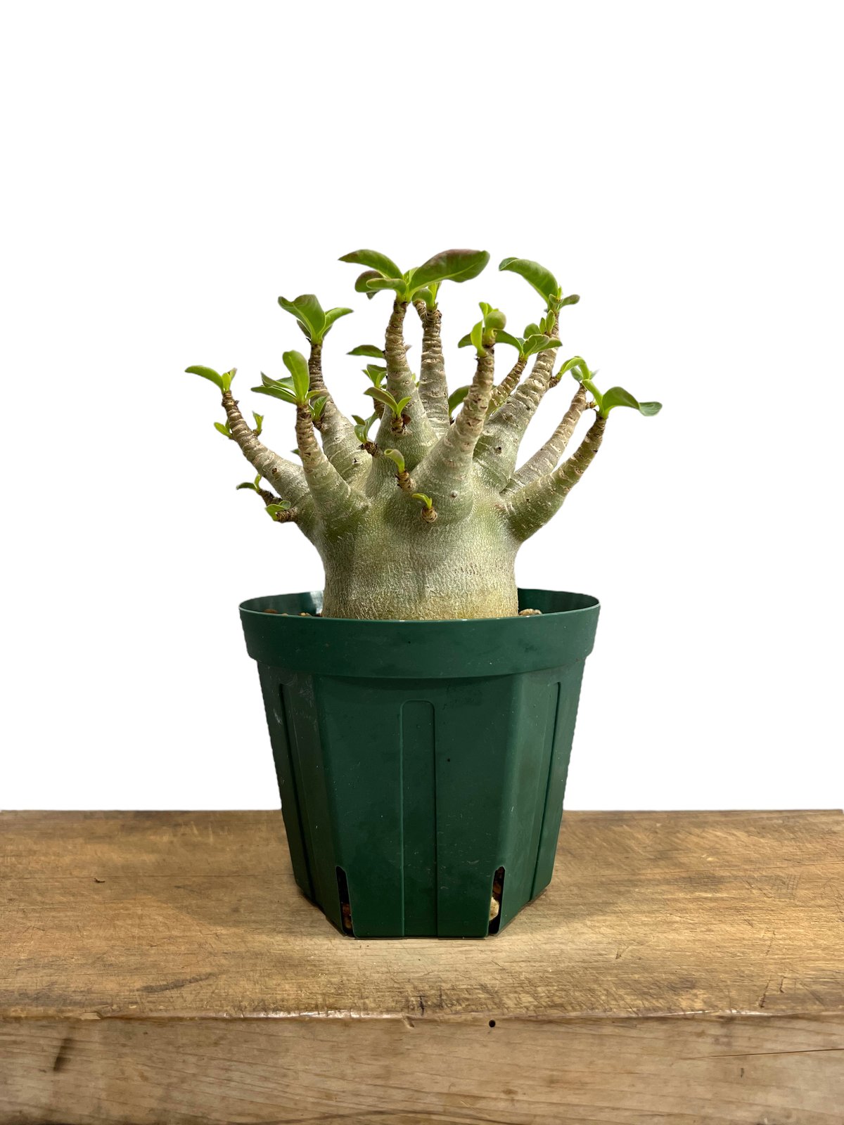 アデニウム アラビカム スーパー ドワーフ タイプ 「Adenium arabicum