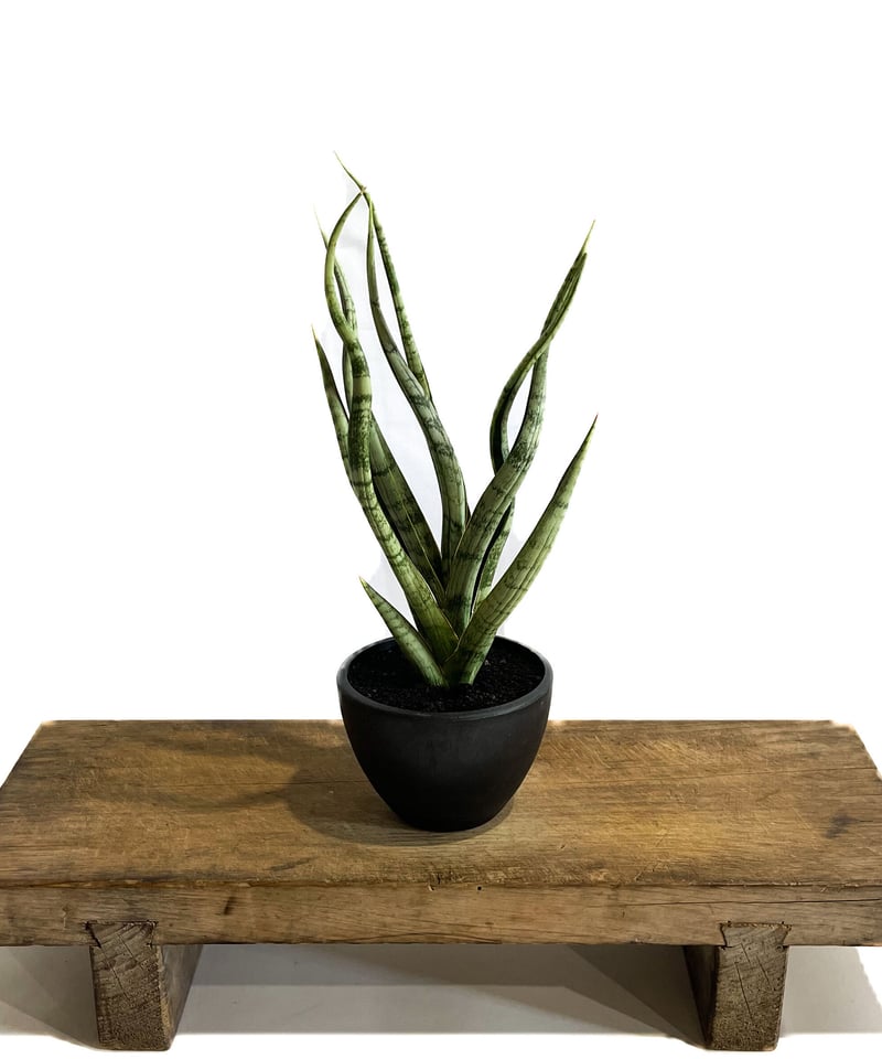 サンセベリア コヨーテ 「Sansevieria Coyote」9/2-53C-3 | SHO