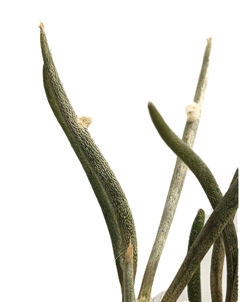 アストロフィツム　カプトメデューサ　実生株 アストロフィツム：カプトメデューサ（接木）3号鉢植え の通販