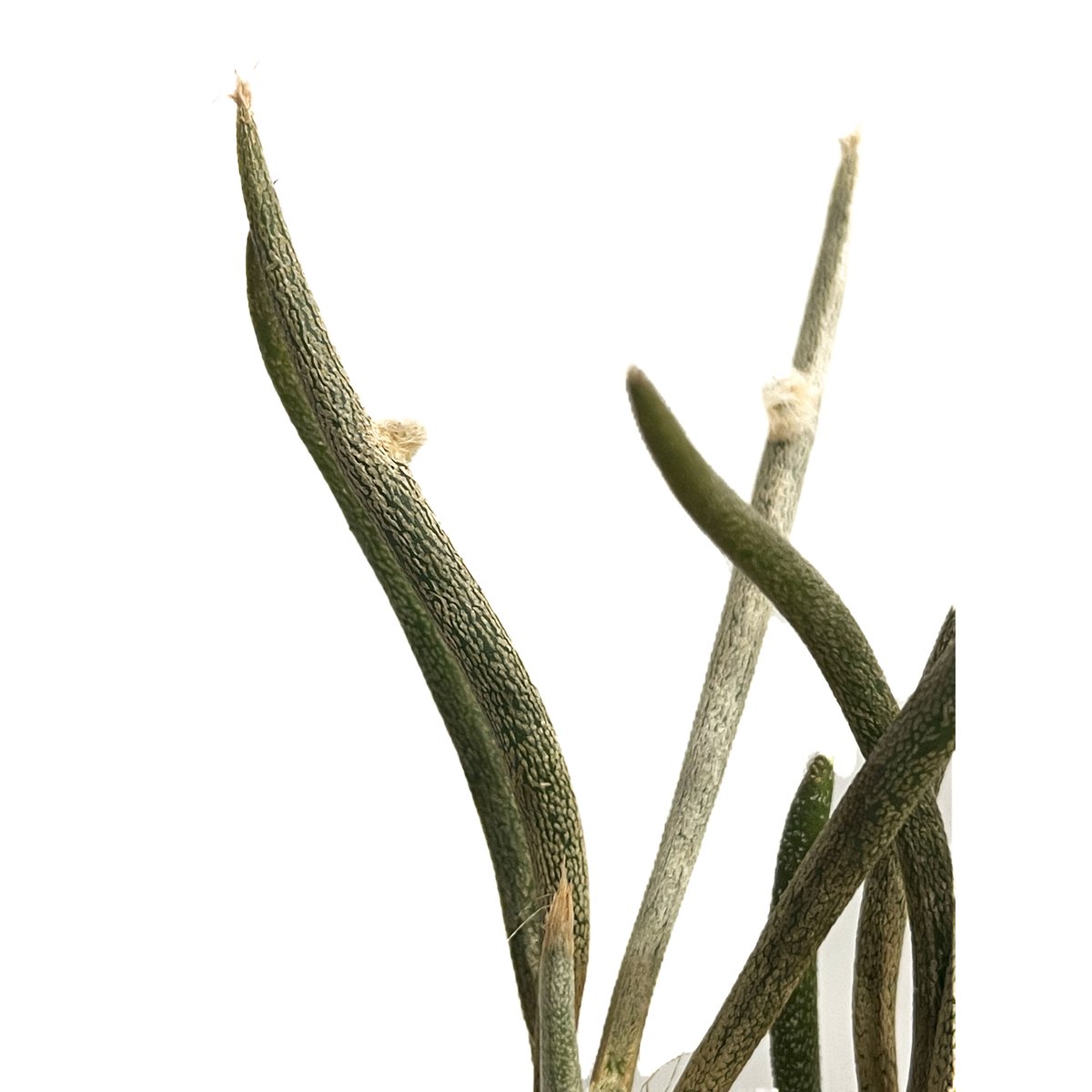 アストロフィツム カプトメデューサ ＋pmp「Astrophytum caput