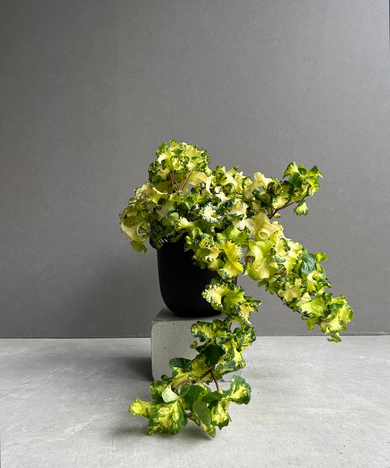 アイビー ヘデラ 'ムーンライト' 「Hedera helix 'Moonlight'」65L