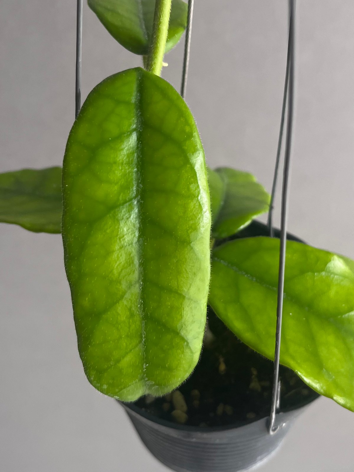 ☘観葉植物☘ホヤ グラブローサ① 観葉植物 熱帯植物 ホヤ グロブローサ 葉挿し インテリア 素敵な