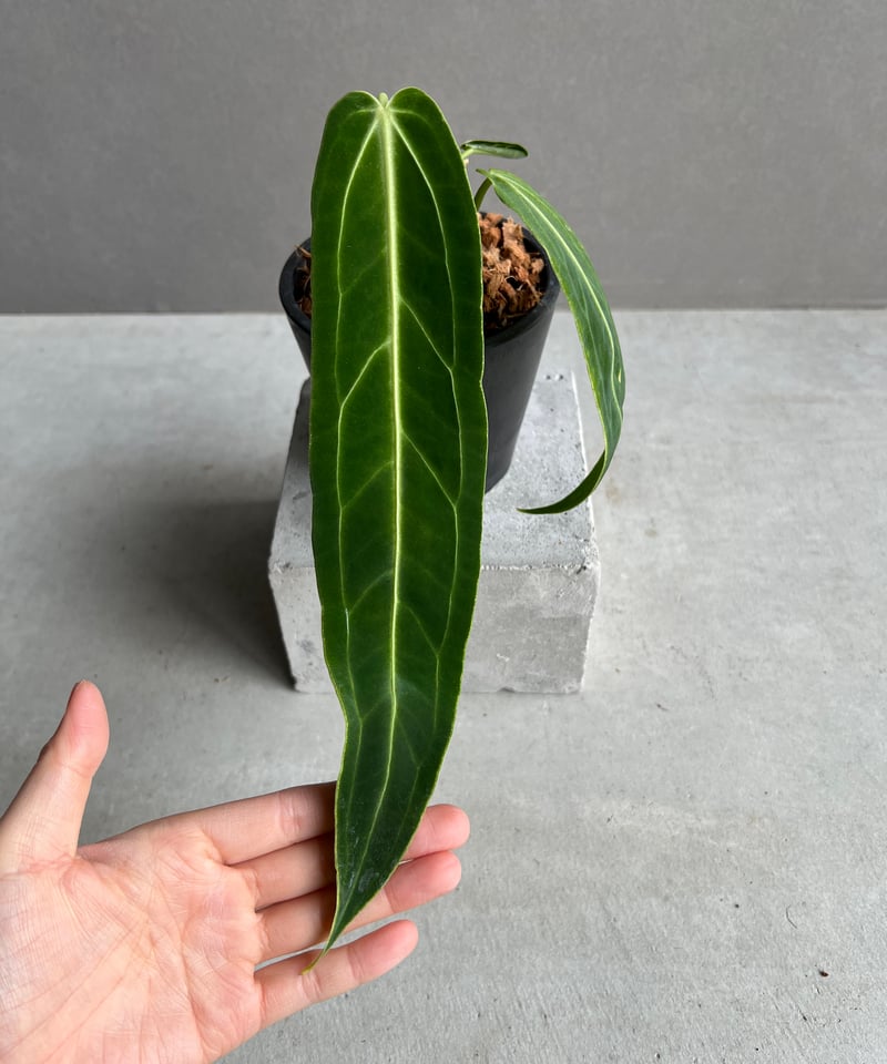 アンスリウム ワロクアナム ダーク&ナロー フォーム 「Anthurium