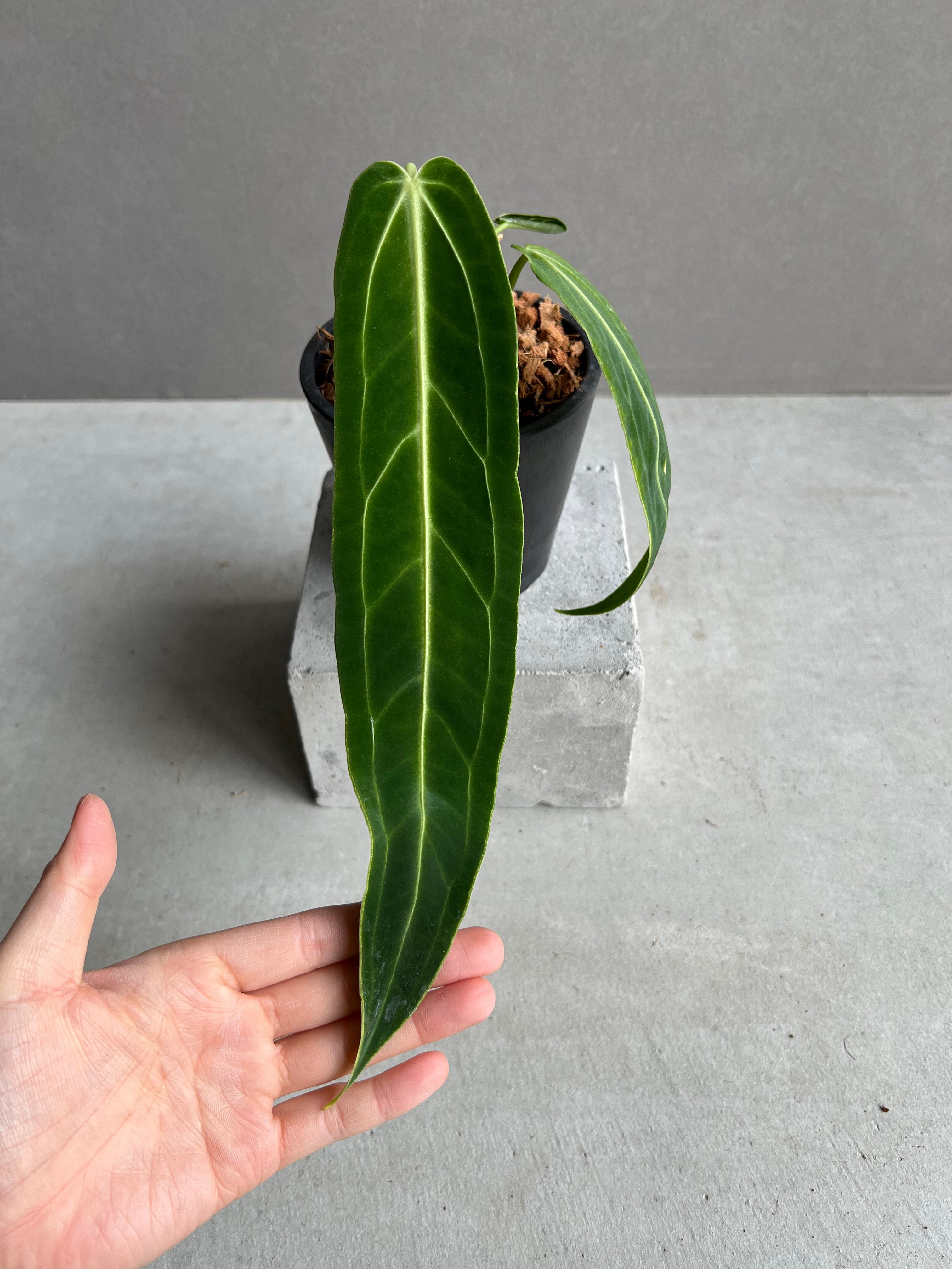 アンスリウム ワロクアナム ダーク&ナロー フォーム 「Anthurium