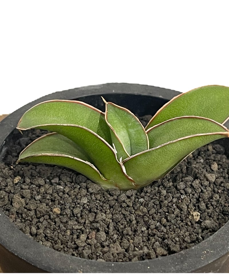 サンセベリア lav.24561「Sansevieria lav. 24561」6/1-716