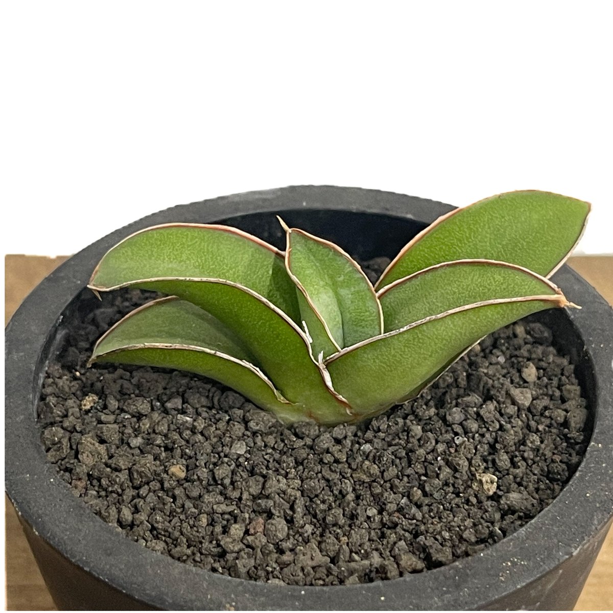 EMP サンセベリア 'ブラック' カラバオ / SA311 EMP サンセベリア 'ブラック' カラバオ / エスエー311