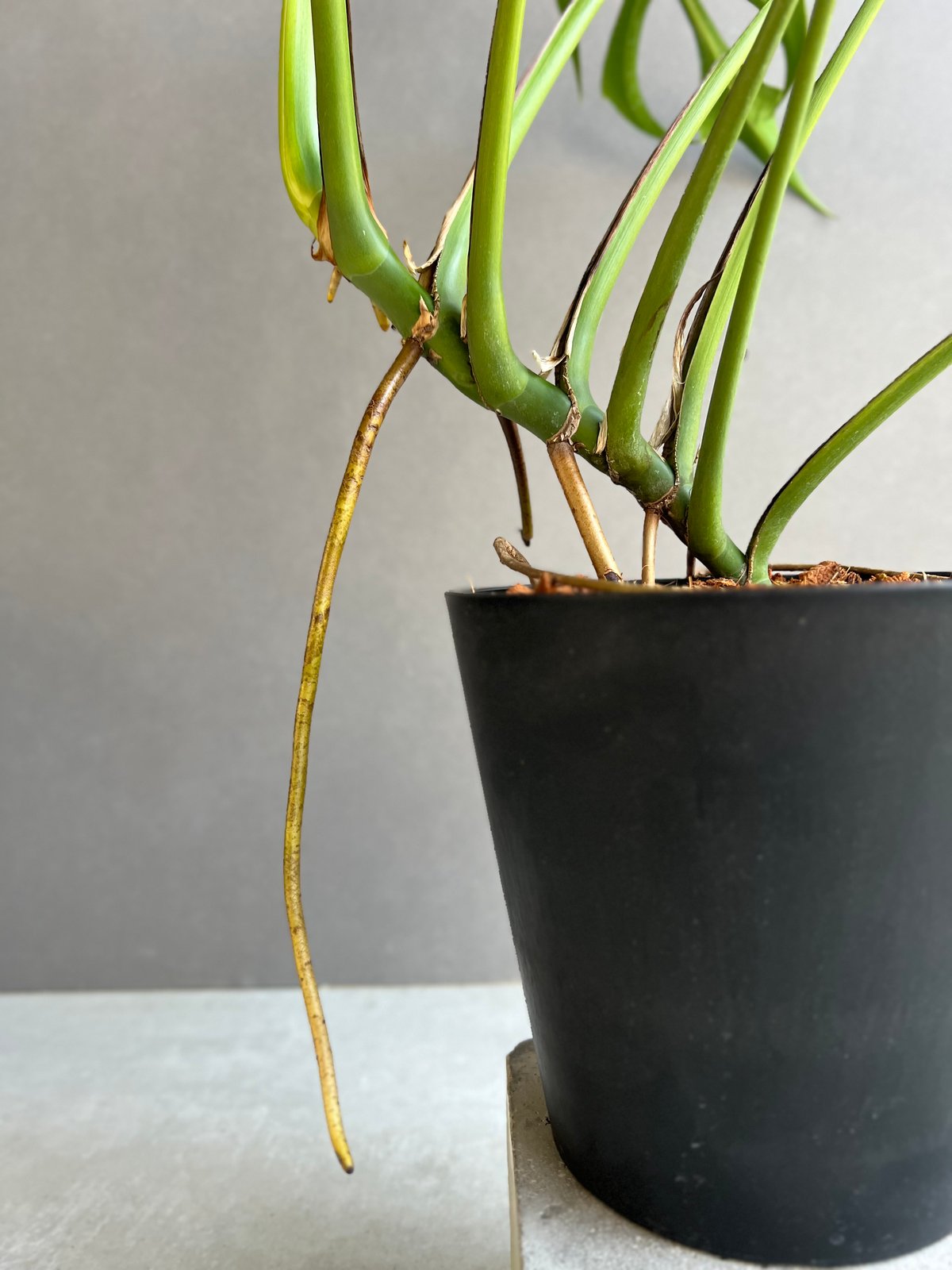 モンステラ バールマルクスフレーム 「Monstera burle marx's