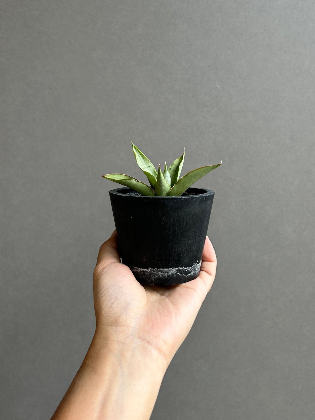 サンセベリア サイゴン 「Sansevieria Saigon (by Unyamanee