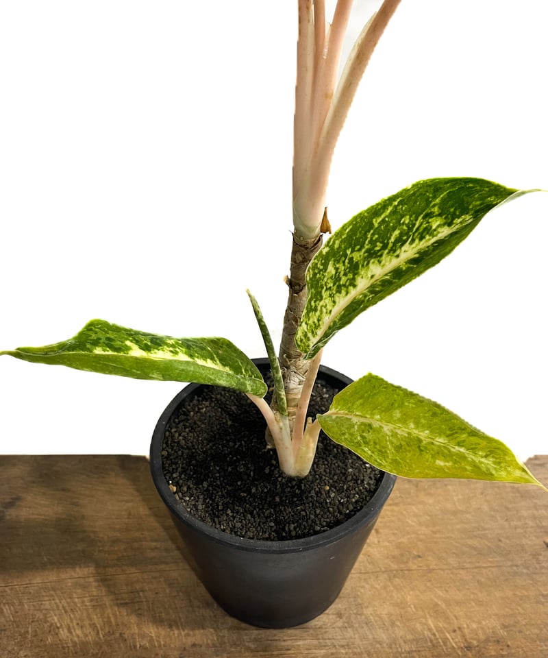 アグラオネマ バンコク ハイブリッド “変異種”「Aglaonema アグラオネマ バンコク ハイブリッド “変異種”「Aglaonema