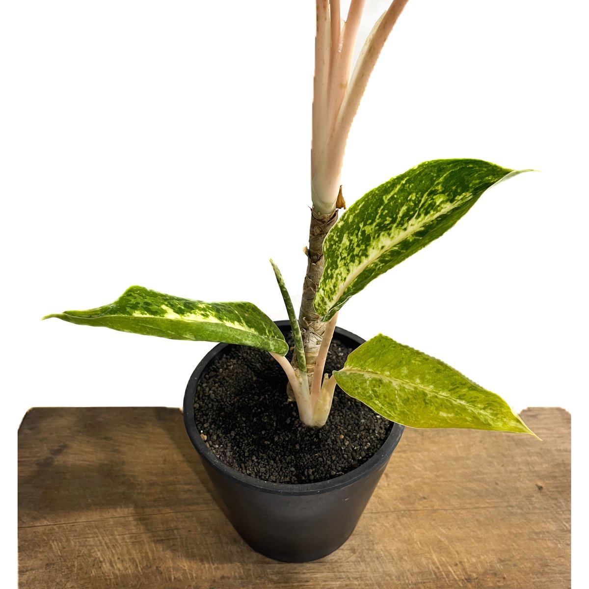 アグラオネマ バンコク ハイブリッド “変異種”「Aglaonema