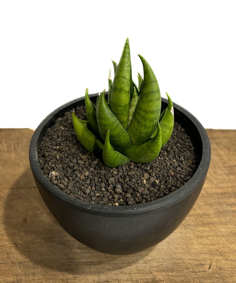 サンセベリア スリ パトゥム「Sansevieria Sri Pattum 」207-1 |