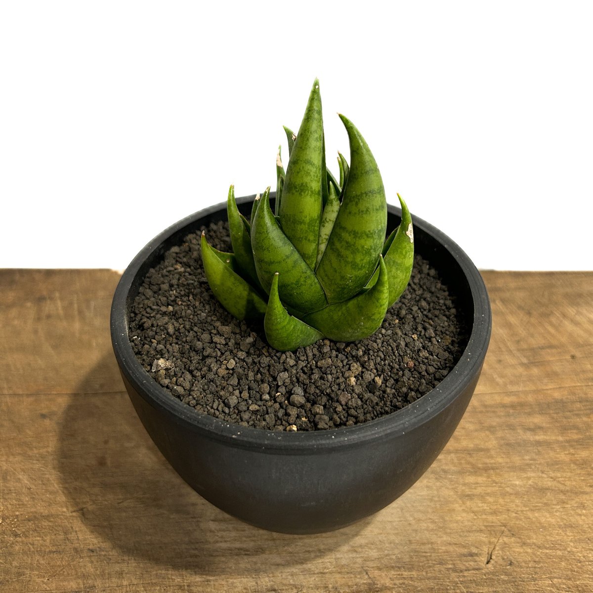 サンセベリア スリ パトゥム「Sansevieria Sri Pattum 」207-1 |