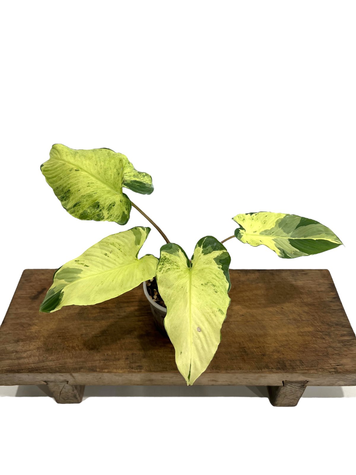 ホマロメナ sp. 斑入(インドネシア産) 「Homalomena so. Variegate