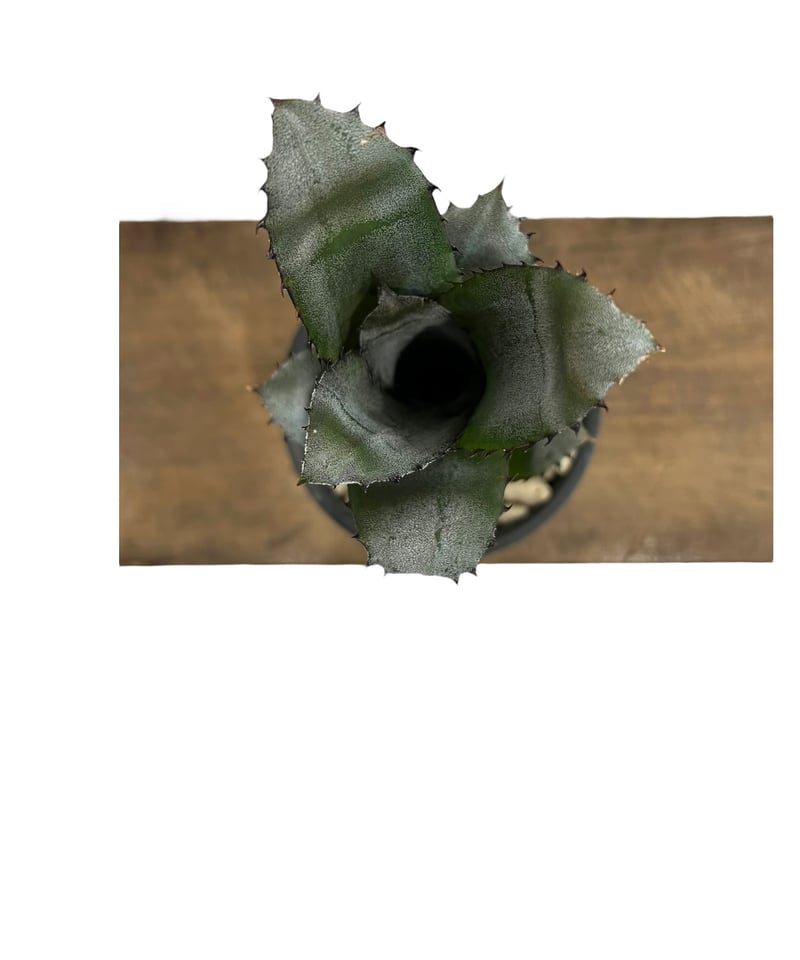 ホヘンベルギア sp. 357 「Hohenbergia sp. 357」 49H | SHO