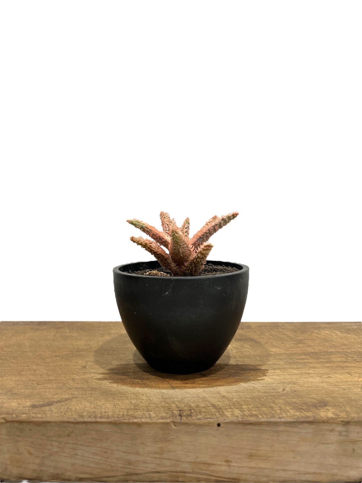 アロエ テンプラ 「Aloe Tempra」8L | SHOUCHIKUEN アロエ テンプラ 「Aloe Tempra」8L | SHOUCHIKUEN