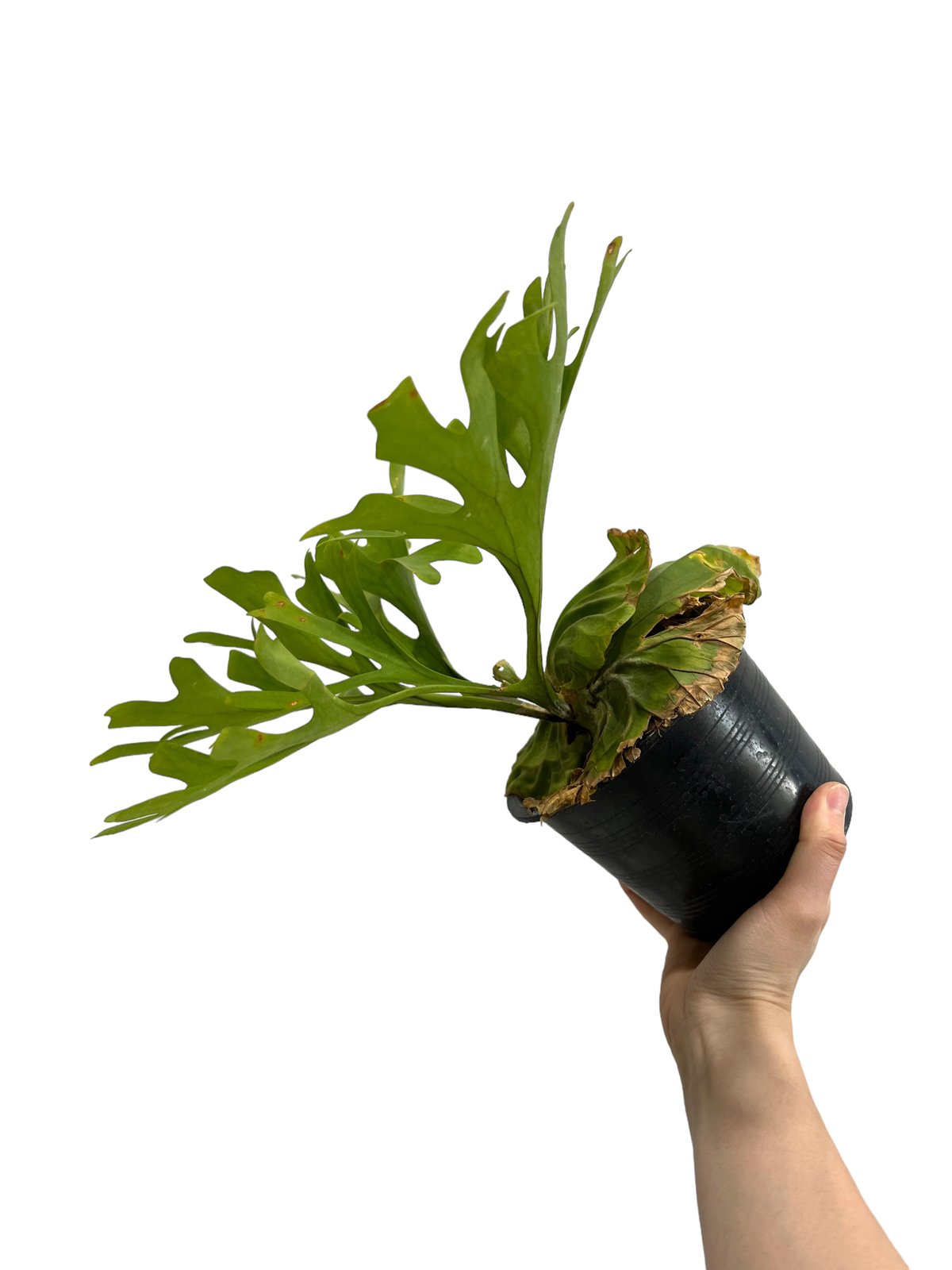 ビカクシダ リドレイ(by ヌクル) 「Platycerium ridleyi (by Nuk