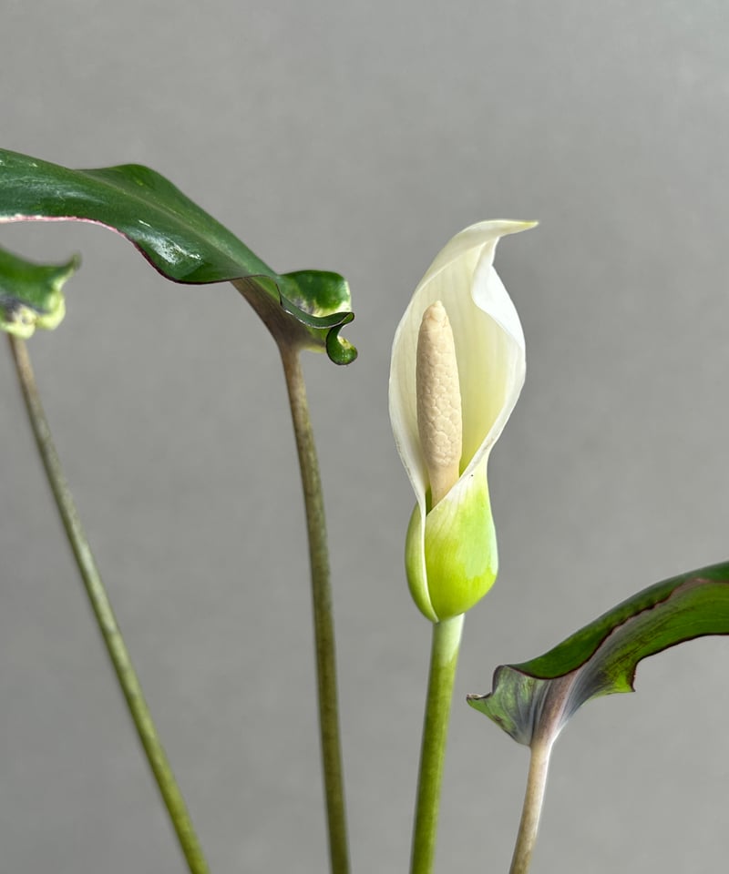 カラジウム カラジューム タイハイブリッド ヒラヒラ系