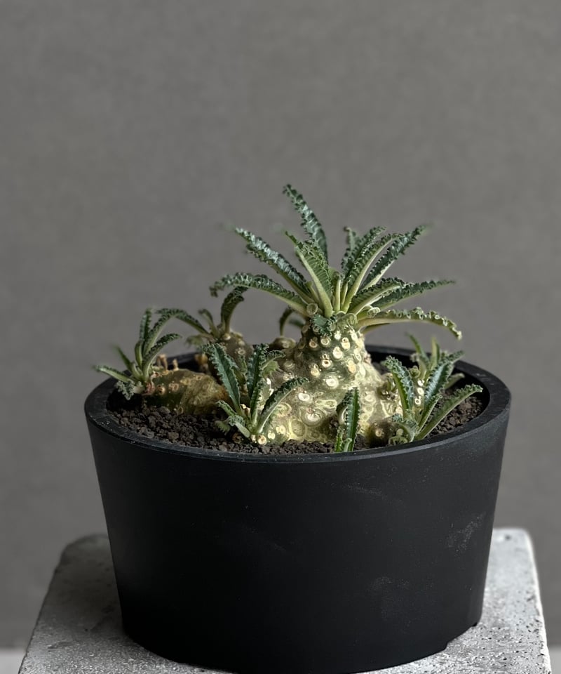 ドルステニア ラブラニー(多頭タイプ) 実生苗 「Dorstenia lavrani seed