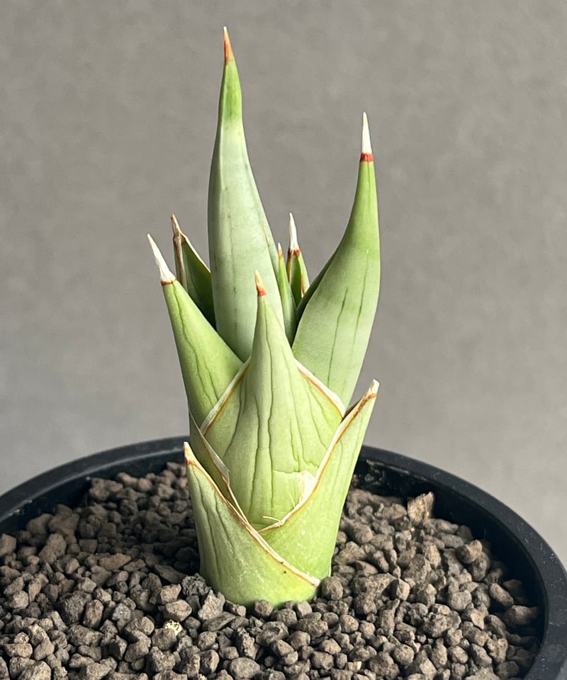 EMP サンセベリア チャニン / 親株 SA65 EMP サンセベリア チャニン