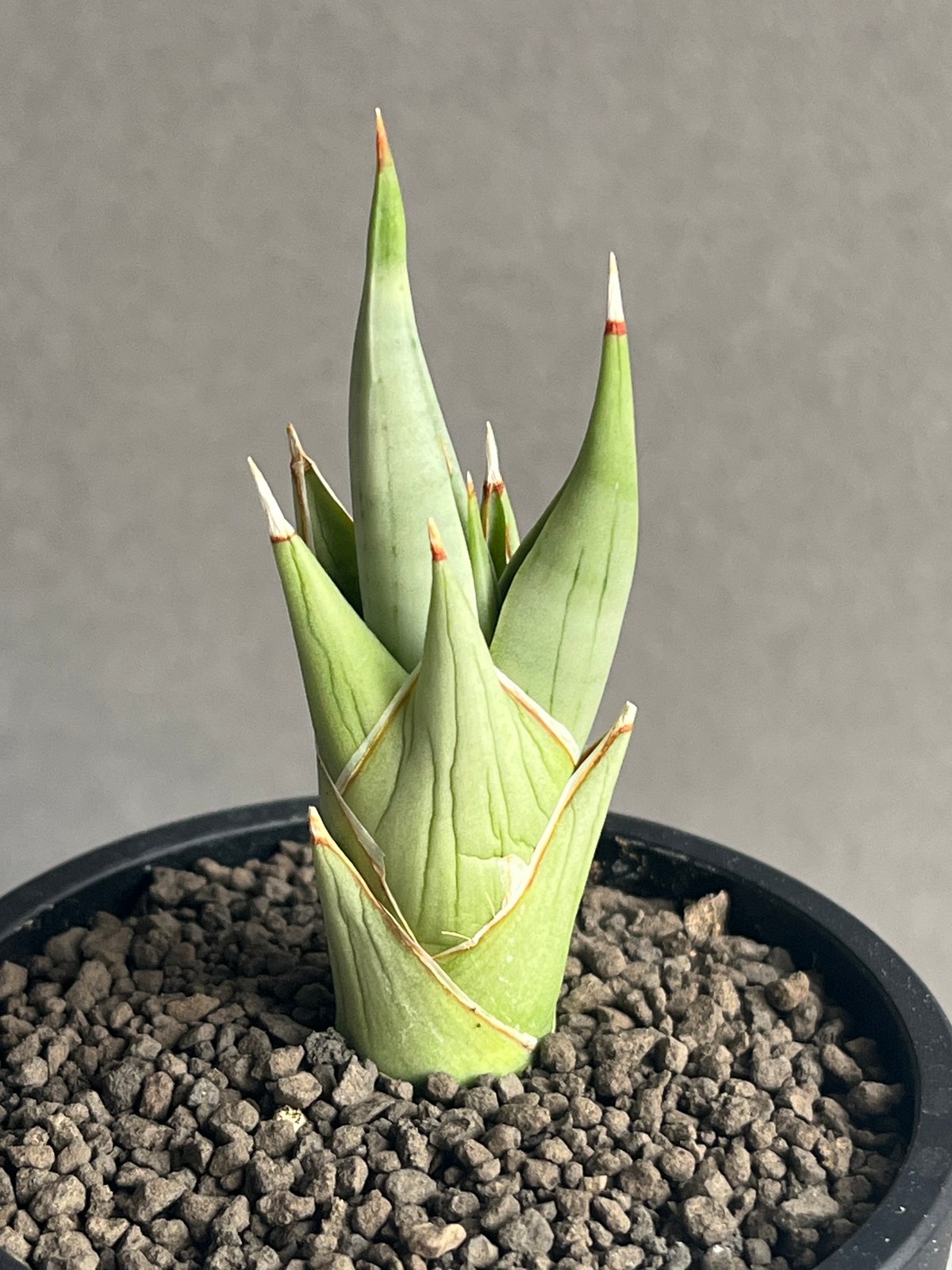 サンセベリア チャニン(by アンヤマニー ガーデン) 「Sansevieria