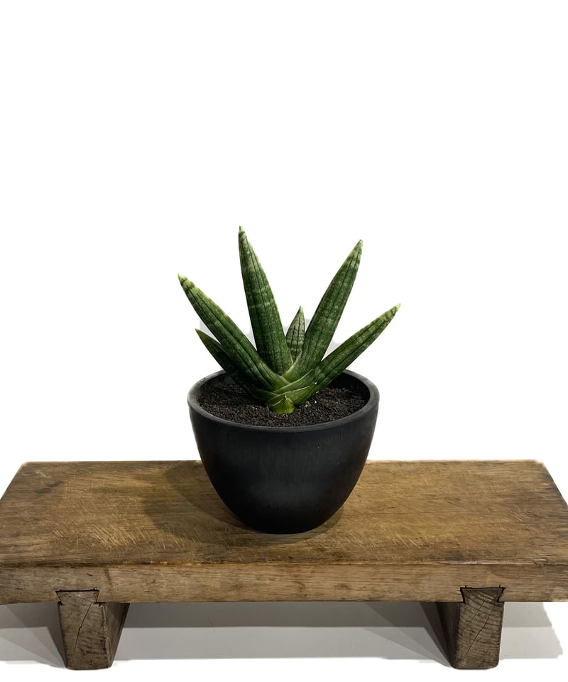 サンセベリア ミーナ「Sansevieria Meena」900-1 | SHOUCHIKUEN