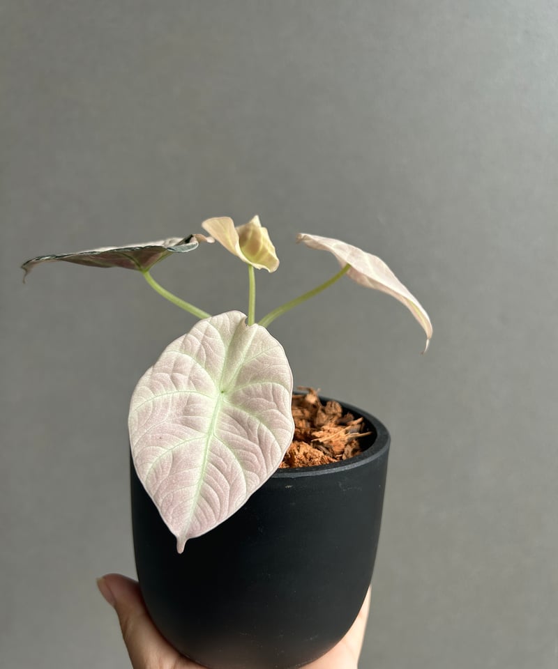 その他観葉植物 Alocasia Black Velvet Pink Albo アロカシア ブラック ベルベット ピンク 斑入 「Alocasia Black Velvet