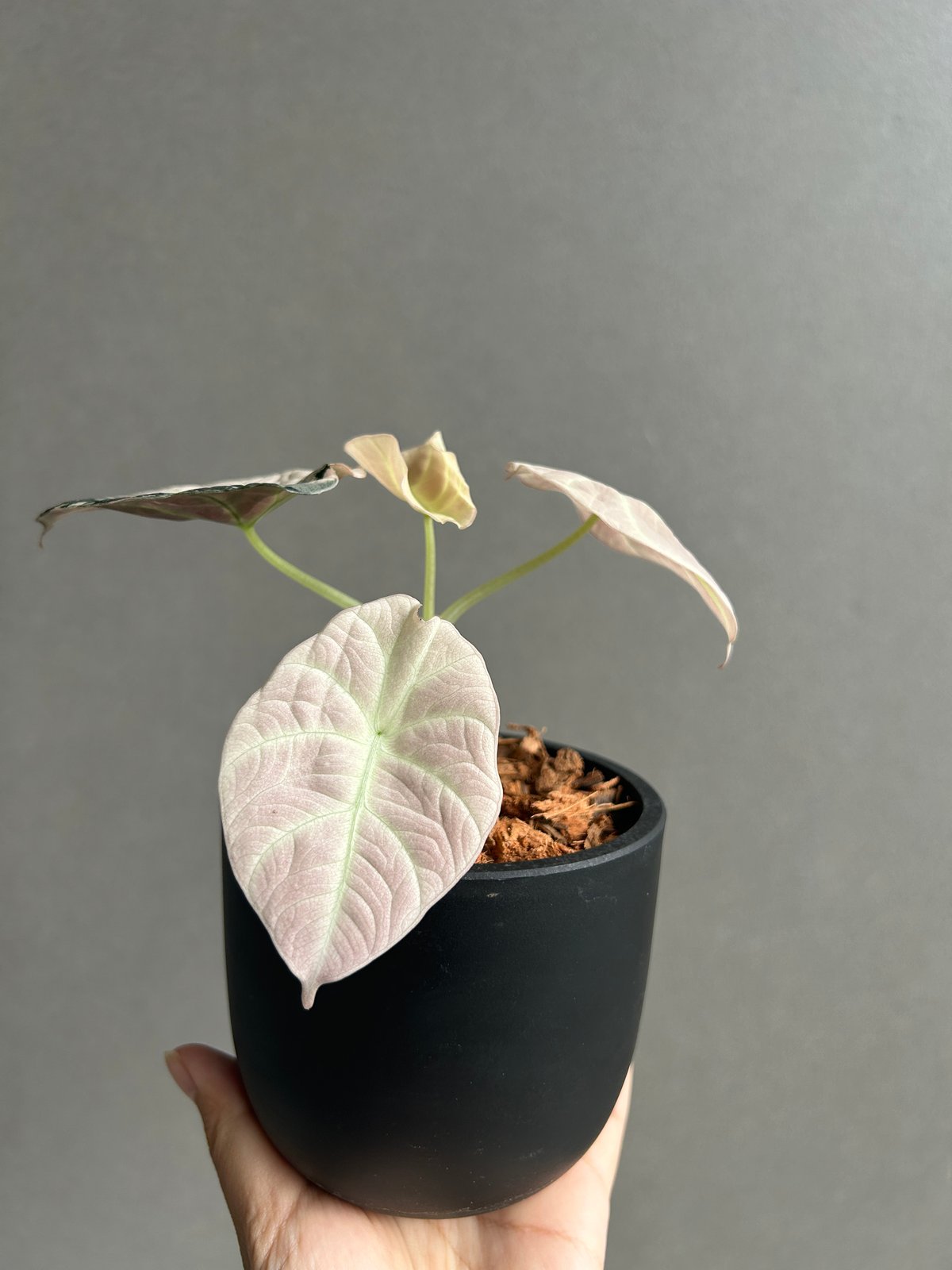 アロカシア ブラック ベルベット ピンク 斑入 「Alocasia Black Velvet