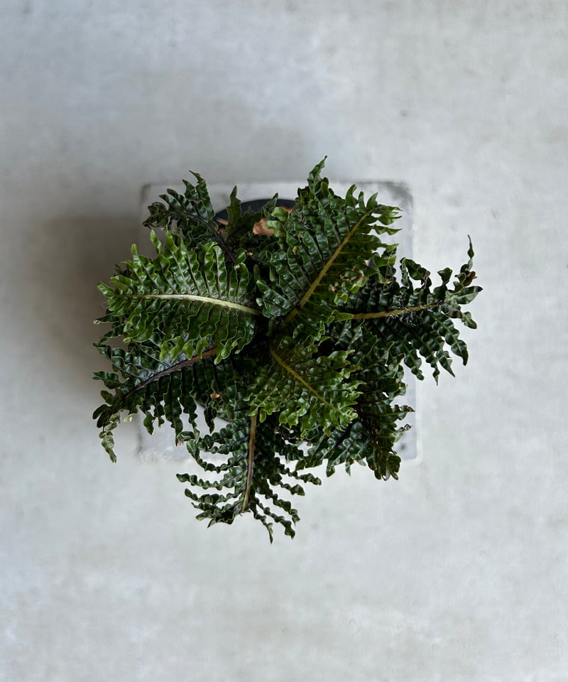 ブレクナム ギッバム ドワーフ ブレクナム ギッバム ドワーフ 「Blechnum gibbum Dwarf 」67H