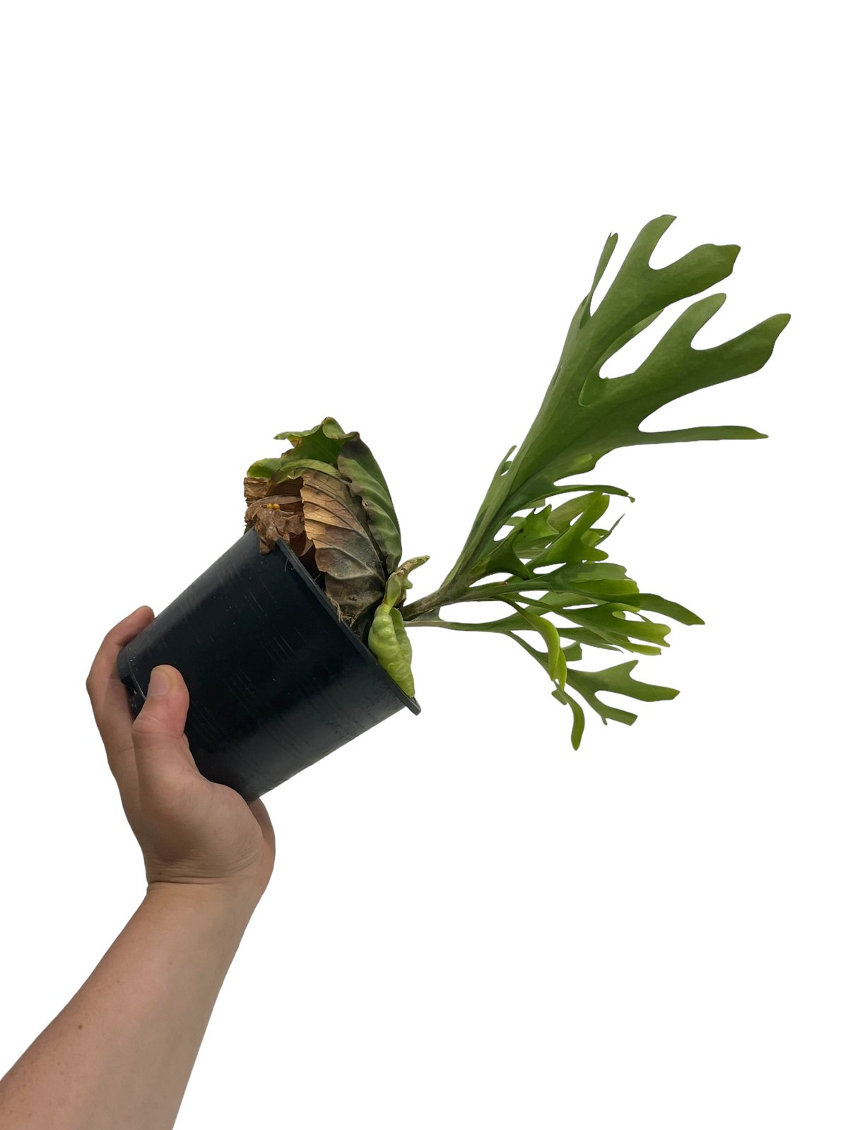 ビカクシダ リドレイ(by ヌクル) 「Platycerium ridleyi (by Nuk
