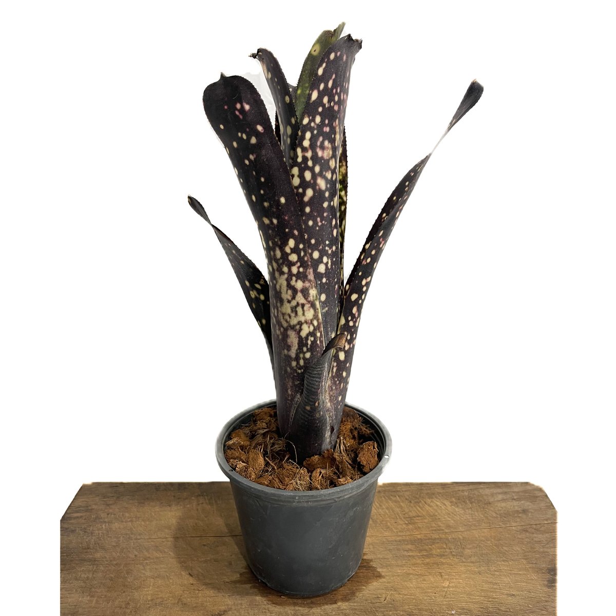 Billbergia 'El Zorro'〔ビルベルギア〕現品発送B0280 Billbergia 'El Zorro'〔ビルベルギア〕現品発送B0280 - メルカリ