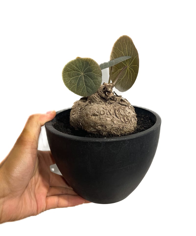 ＿*_様 極美株/塊根植物】ステファニア カウィーサキー　セレクト株　微発根 ステファニア カウィーサキー | STELLA.PLANTS