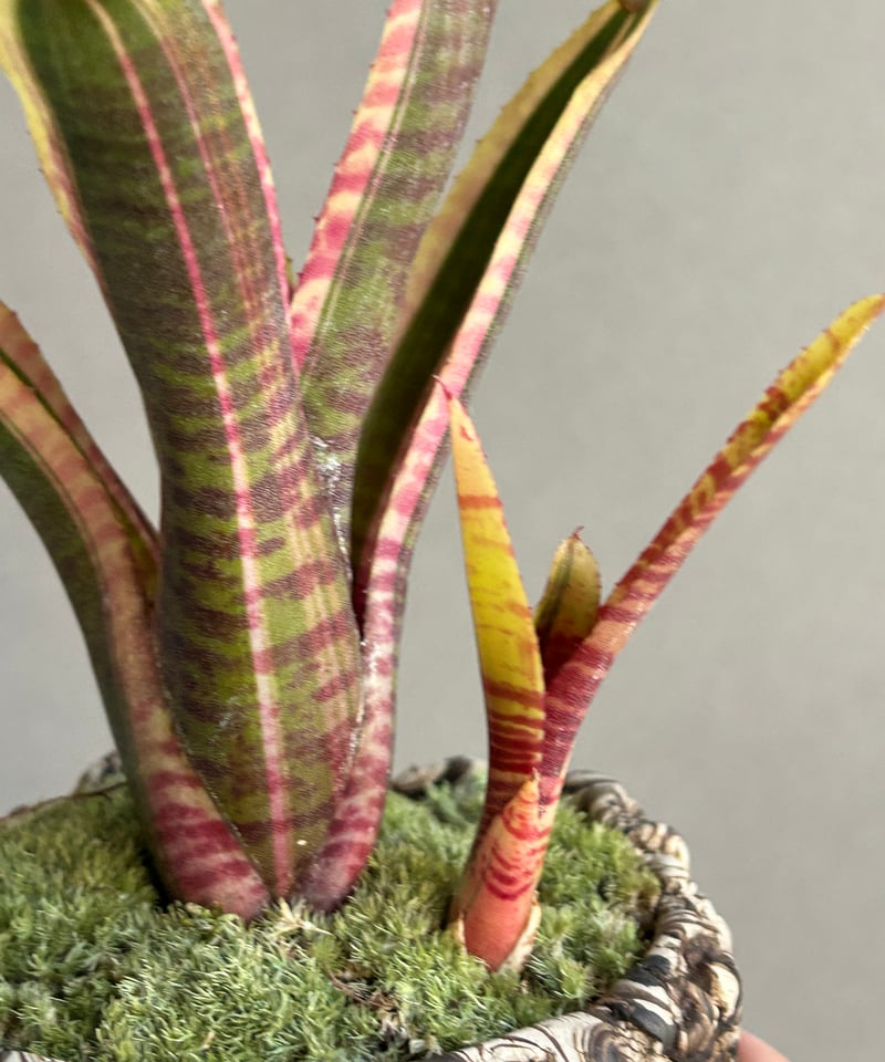 ネオレゲリア ライブ ワイヤー+ plantsmonsters pot「Neoregelia